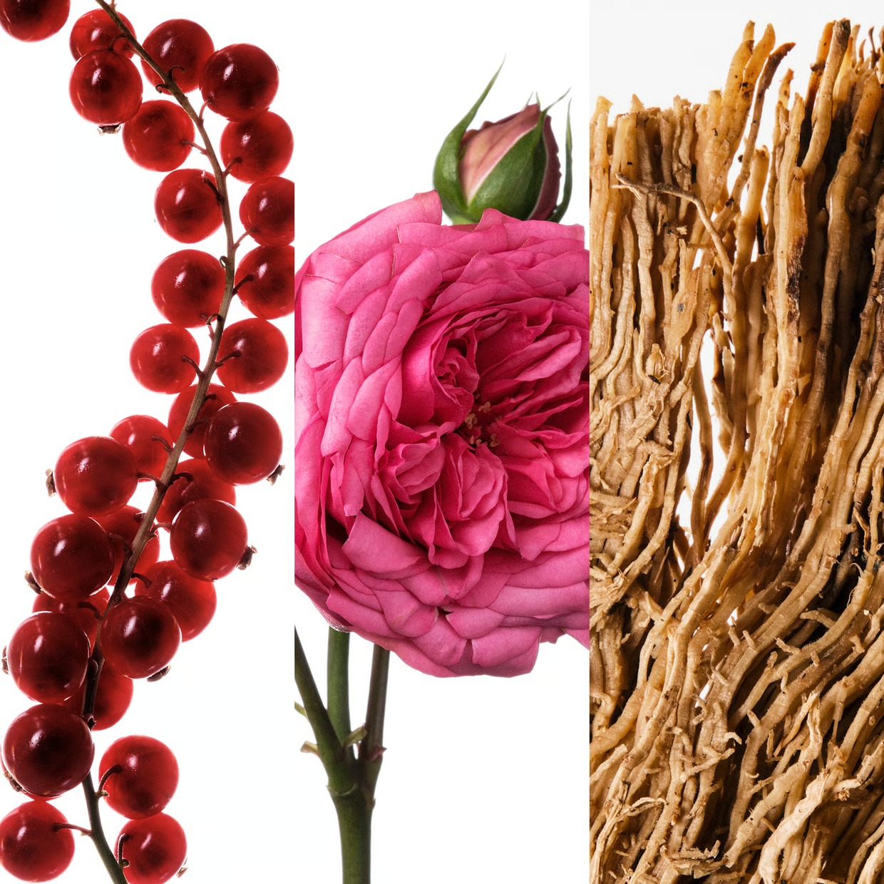 عطر كارولينا هيريرا فيري جود ج - مراجعة Perfume Fragrance Rose وسعره